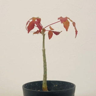 Commiphora sp. Toliara 4 Pieces Seeds