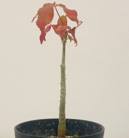 Commiphora sp. Toliara 4 Pieces Seeds