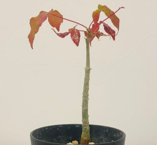 Commiphora sp. Toliara 4 Pieces Seeds