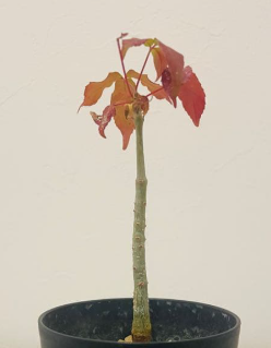 Commiphora sp. Toliara 4 Pieces Seeds