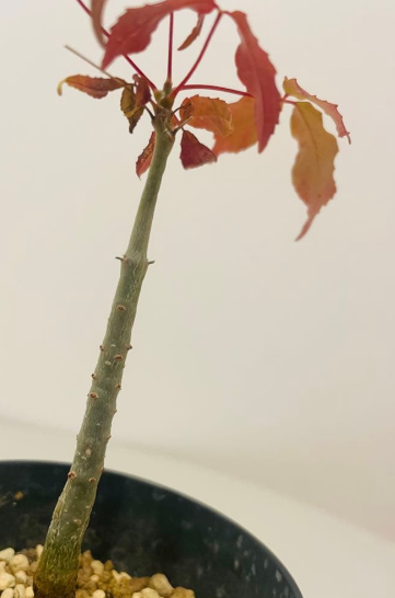 Commiphora sp. Toliara 4 Pieces Seeds