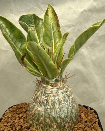Pachypodium lealii 6 Pieces Seeds