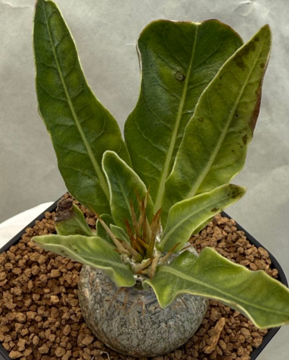 Pachypodium lealii 6 Pieces Seeds