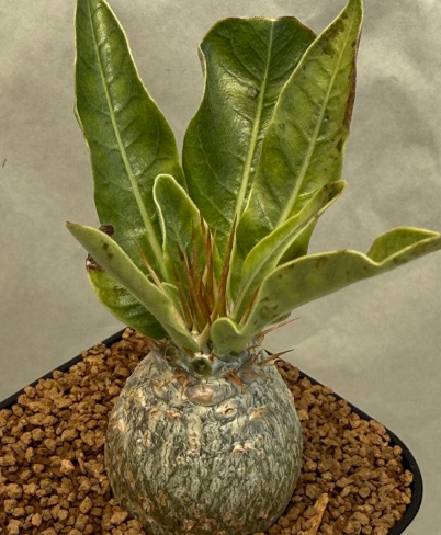 Pachypodium lealii 6 Pieces Seeds