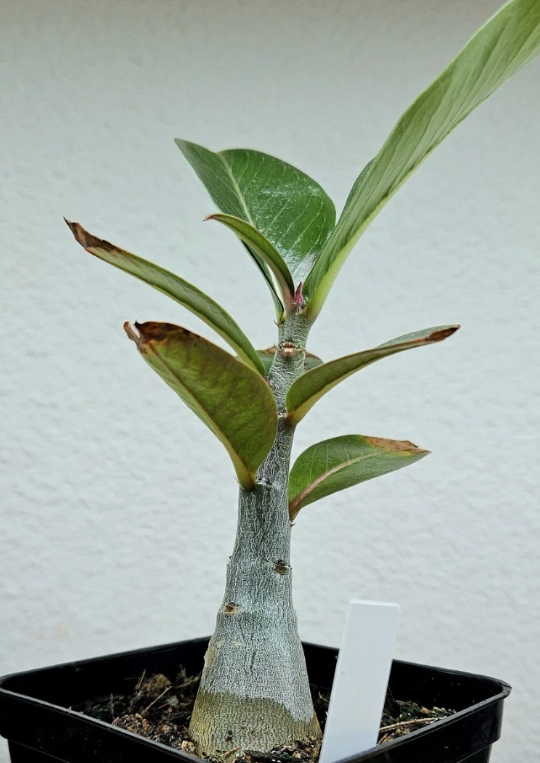 Adenium boehmianum 6 Pieces Seeds