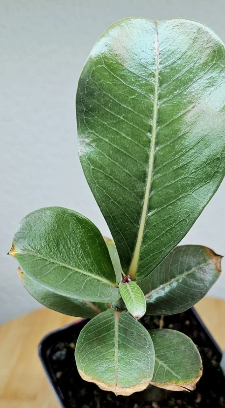 Adenium boehmianum 6 Pieces Seeds