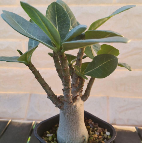 Adenium dhofarense 6 Pieces Seeds