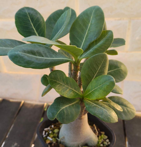 Adenium dhofarense 6 Pieces Seeds