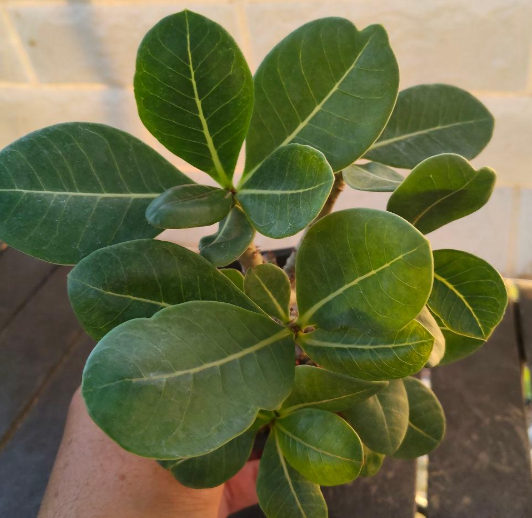 Adenium dhofarense 6 Pieces Seeds
