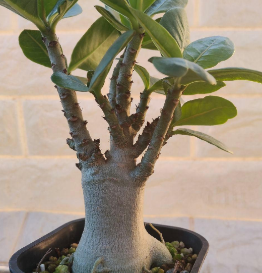 Adenium dhofarense 6 Pieces Seeds
