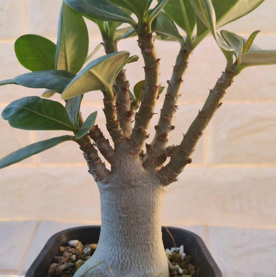 Adenium dhofarense 6 Pieces Seeds