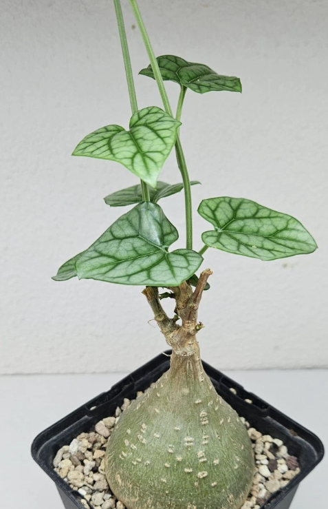 Gerrardanthus lobatus 4 Pieces Seeds
