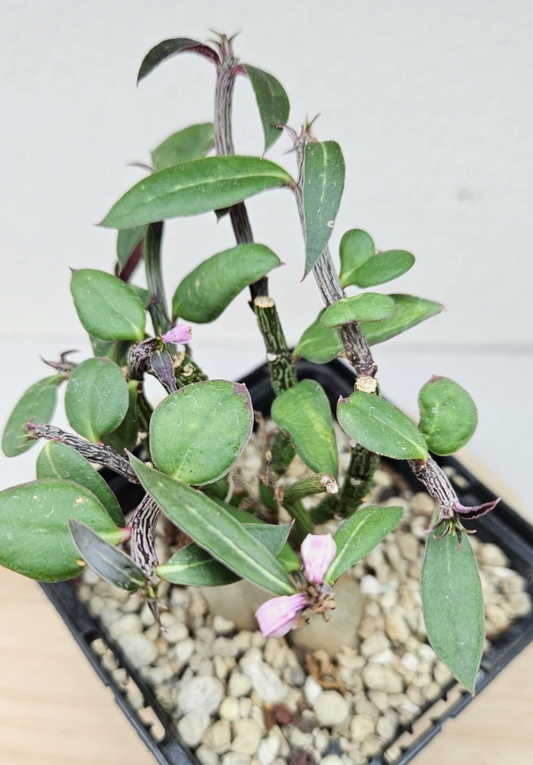 Euphorbia neorubella 6 Pieces Seeds