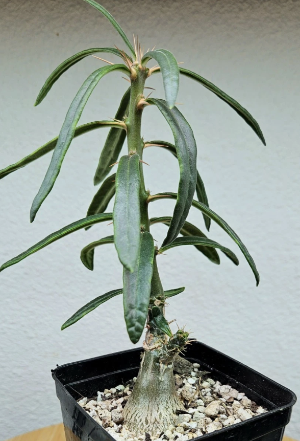 Pachypodium succulentum 10 Pieces Seeds