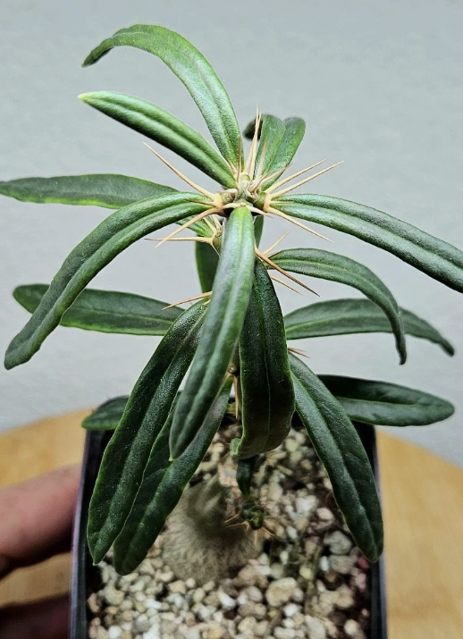 Pachypodium succulentum 10 Pieces Seeds