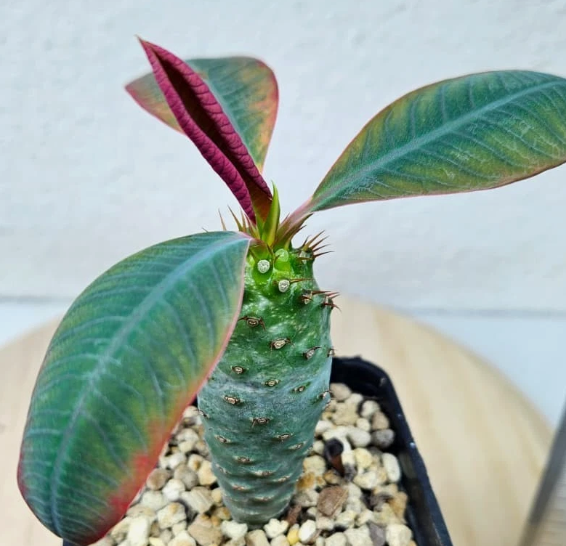 Euphorbia pachypodioides 6 Pieces Seeds