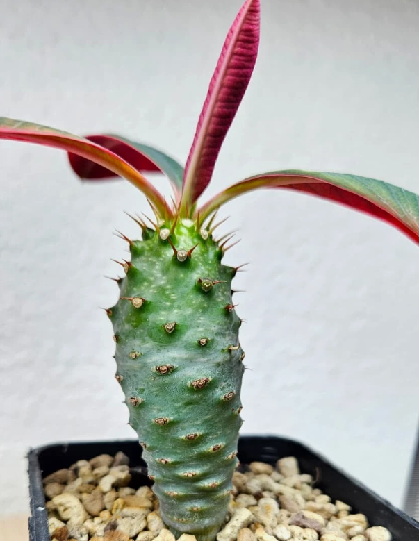 Euphorbia pachypodioides 6 Pieces Seeds