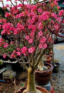 Adenium Japanese Giant 6 Pieces Seeds