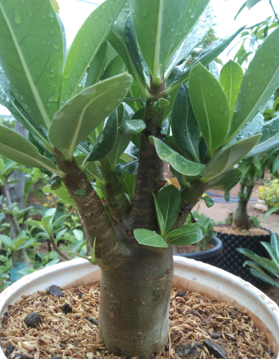 Adenium Chadadam Onyx 6 Pieces Seeds