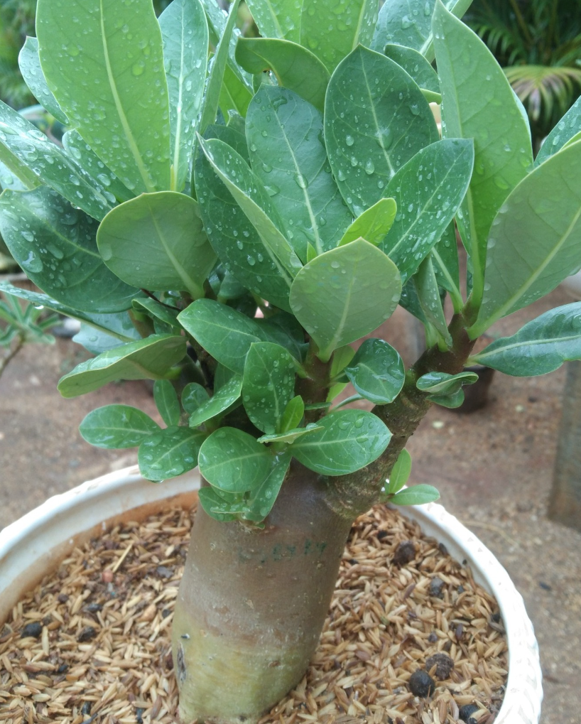 Adenium Chadadam Onyx 6 Pieces Seeds