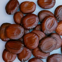 Entada leptostachya 10 Pieces seeds