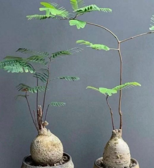 Entada leptostachya 10 Pieces seeds