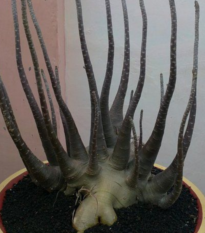 Adenium Black Muangkot 6 Pieces Seeds