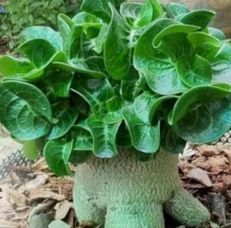 Adenium Obesum "Shishiba" (Lion Leaf) 6 Pieces Seeds