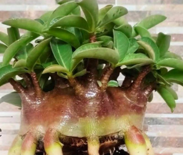 Adenium Black Pearl 6 Pieces Seeds