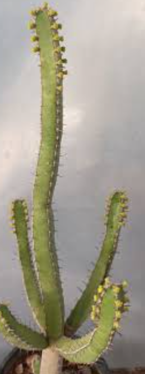 Euphorbia inarticulata 6 Pieces Seeds