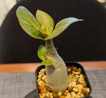 Adenium King Kong 5 Pieces Seeds