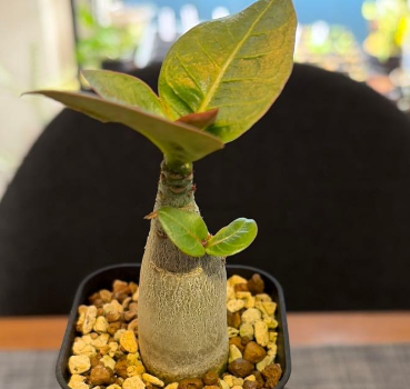Adenium King Kong 5 Pieces Seeds