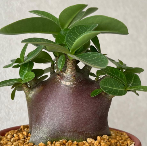Adenium Super Red 5 Pieces Seeds