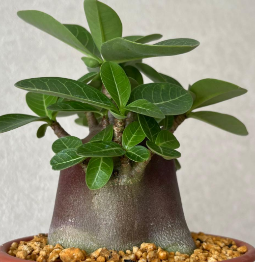 Adenium Super Red 5 Pieces Seeds