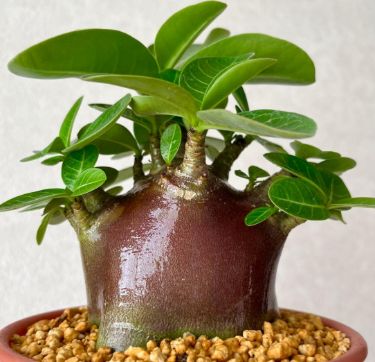 Adenium Super Red 5 Pieces Seeds