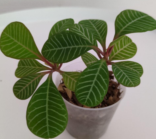 Euphorbia leuconeura 6 Pieces Seeds