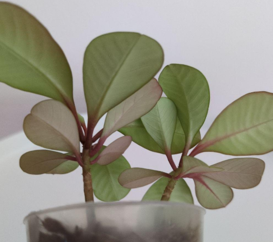 Euphorbia leuconeura 6 Pieces Seeds