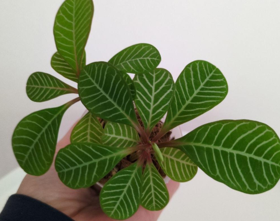 Euphorbia leuconeura 6 Pieces Seeds
