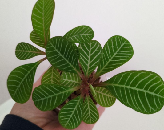 Euphorbia leuconeura 6 Pieces Seeds