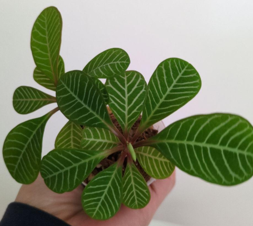 Euphorbia leuconeura 6 Pieces Seeds