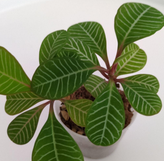 Euphorbia leuconeura 6 Pieces Seeds