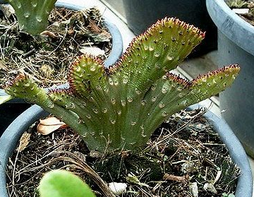 Adenium Obesum Cristata 6 Pieces Seeds