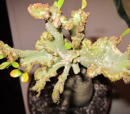 Adenium Obesum Cristata Somalense 6 Pieces Seeds