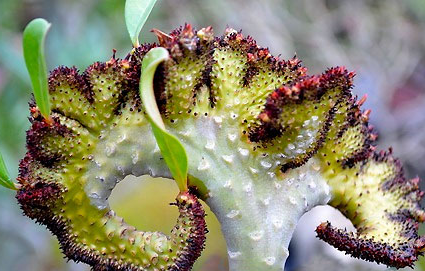 Adenium Obesum Cristata 6 Pieces Seeds