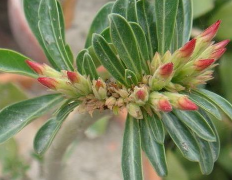 Adenium Obesum Cristata 6 Pieces Seeds