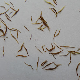 Nepenthes izumiae 5 Pieces Seeds