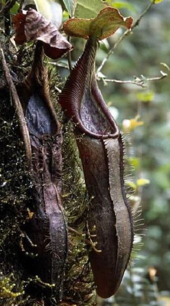 Nepenthes izumiae 5 Pieces Seeds