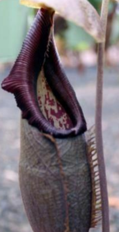 Nepenthes Bongo 5 Pieces Seeds