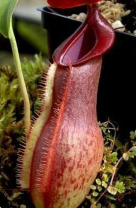 Nepenthes Harauensis 5 Pieces Seeds