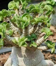 Adenium D.H.A CPL 6 Pieces Seeds